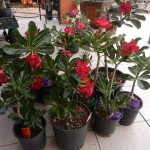 ADENIUM DOUBLE MULTI PETAL FULL SIZE AS BELOW FOR SALE FROM $45