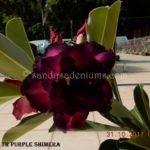 5327 TRIPLE PURPLE SHIMERA (2)-2